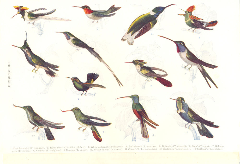 HUMMINGBIRD. Delande; Cora; Vieillot; Evening; Avocet; Harlequin; Natterer 1907